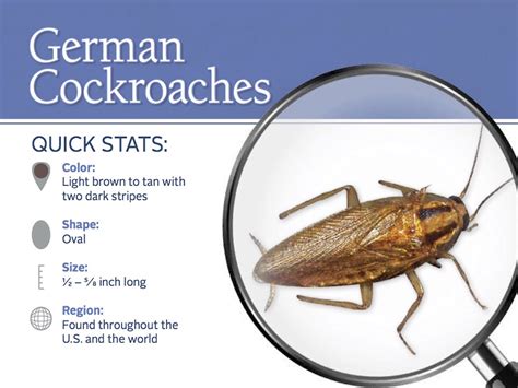 German Cockroach Infestation