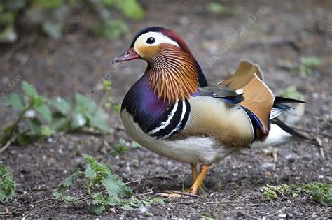 Male mandarin duck - Stock Image - C009/7357 - Science Photo Library