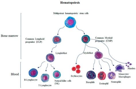 The Individual Cells Of Hematopoiesis Hematology