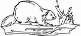 Free Beaver Coloring Pages sketch template