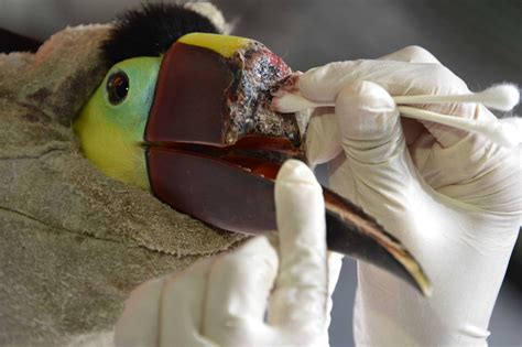 Mutilated toucan to get a 3D-printed prosthetic beak