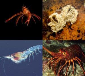 Decomposers In The Ocean? (Top 5 Examples Explained!) – Outlife Expert