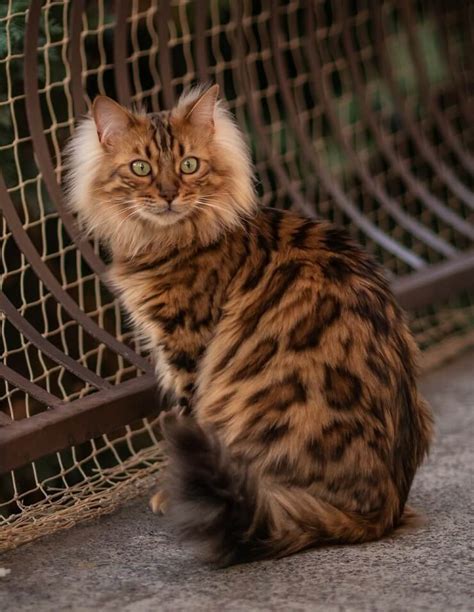 5 Things You Didn't Know About The Cashmere Bengal Cat