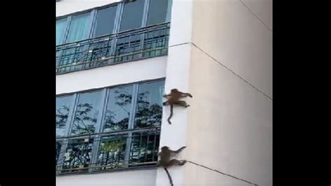 Hilarious video of 2 monkeys climbing down a building leaves internet ...