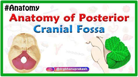 [View 47+] Download Posterior Cranial Fossa Boundaries Background jpg