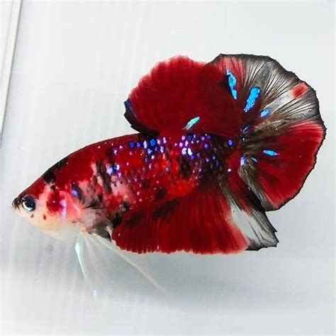 Giant Betta Fish