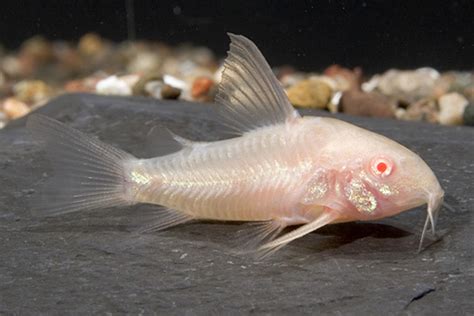 Albino Longfin Paleatus Corydoras REGULAR - Bluegrassaquatics.com