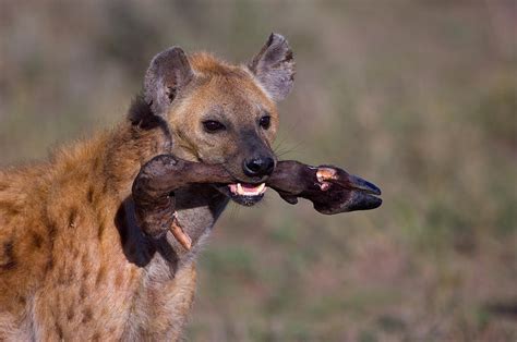 Close-up Of A Hyena Holding Photograph by Panoramic Images - Fine Art ...