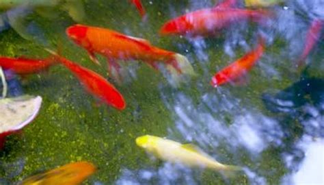 How to Care for a Goldfish Pond During the Winter Months | Animals - mom.me