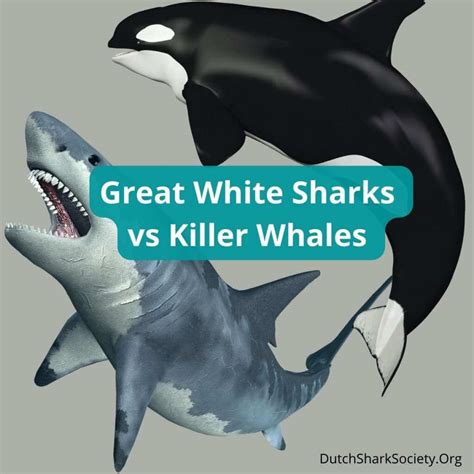 ceza Genelde bkz orca killer whale vs great white shark Son dakika haberleri yalancı kaynak