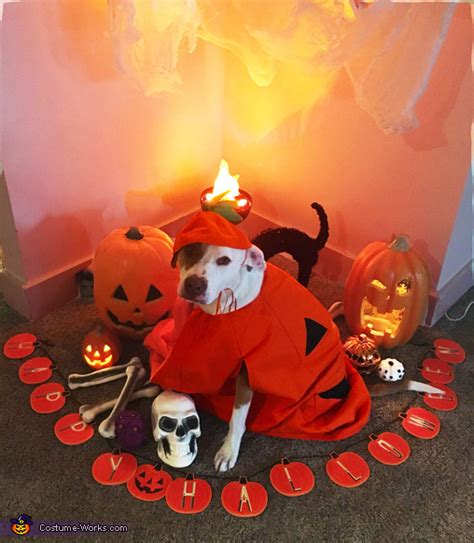 Friendly Pumpkin Dog Costume | DIY Costumes Under $25