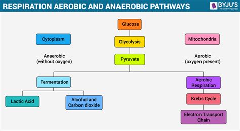 Overview of Cellular Respiration- Aerobic & Anaerobic Respiration