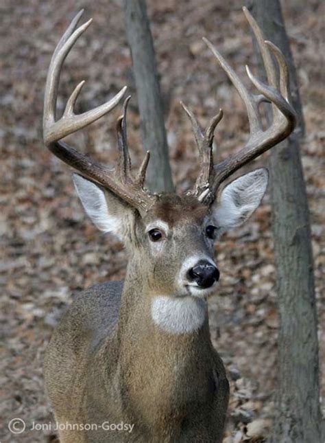 Great Whitetail buck: beautiful face and a large rack of antlers. Hope he escaped the trophy ...