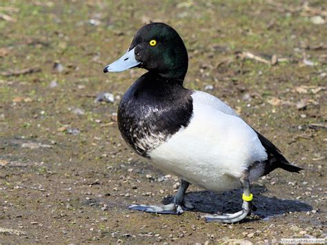 Identify Greater Scaup - Wildfowl Photography.