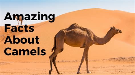 | shanglulu Strange facts about the camel that you do not know There are a lot of strange facts ...