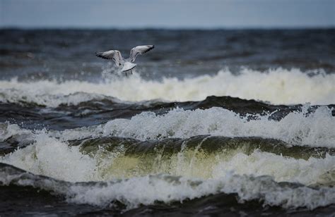 Baltic Sea Gull Beach - Free photo on Pixabay - Pixabay