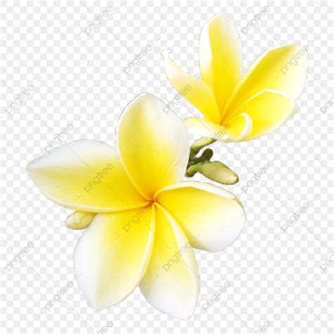 Frangipani Hd Transparent, Frangipani Flower Or Plumeria Png, Frangipani Flower, Plumeria, Bunga ...