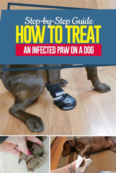 How to Treat an Infected Paw on a Dog (Step by Step Guide)