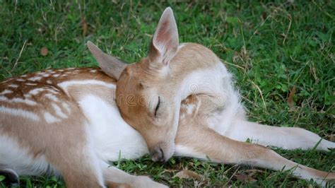 Baby Deer Sleeping stock photo. Image of sleep, sleeping - 47446622