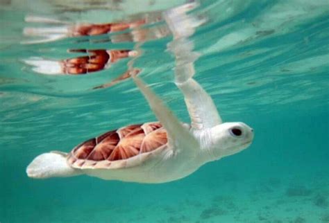 Albino sea turtle | Animals, Animals beautiful, Albino animals