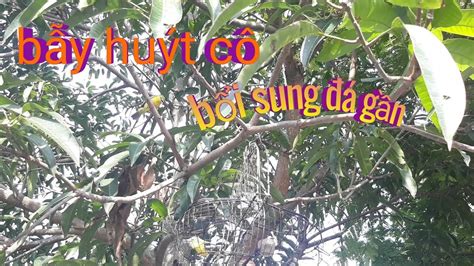 #2 Bẫy huýt cô cận cảnh bổi sung đá gần _huýt cô mồi (sirtu bird trap) - YouTube