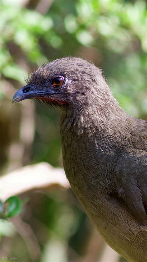 Chachalaca Bird Photograph by Julia Reed - Fine Art America