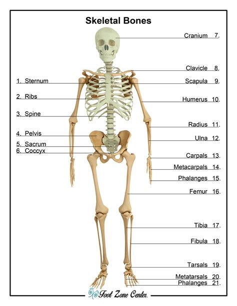 Skeletal System | Foot Zone Center