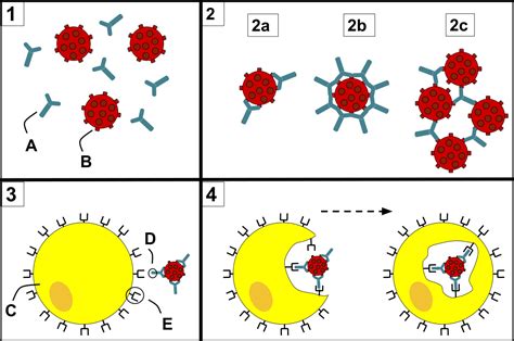 Antibody opsonization - Wikipedia