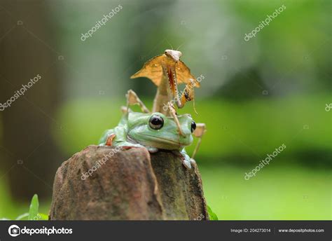 Dumpy Frog Frogs Tree Frog Stock Photo by ©blackvenomblack@yahoo.com ...