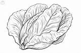 Lettuce Coloring Pages sketch template