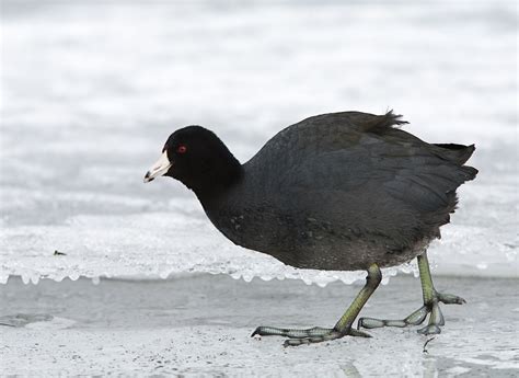 American Coot (U.S. National Park Service)