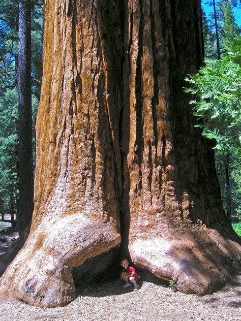 Protecting Nature and Enriching Visits in Giant Sequoia National ...