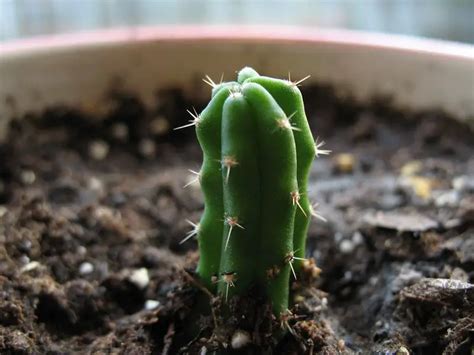 How To Grow Cactus From Seeds| Simple Tips For Growing Cactus