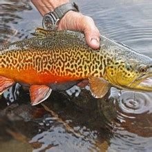 Tiger Trout Fishing Tips: All You Need To Know To Catch Them