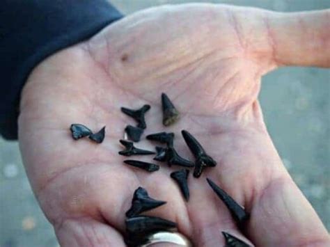 Myrtle Beach Shark Teeth. Finding Fossilised Black Shark Teeth.