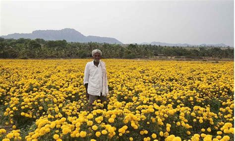 Floriculture, the way forward