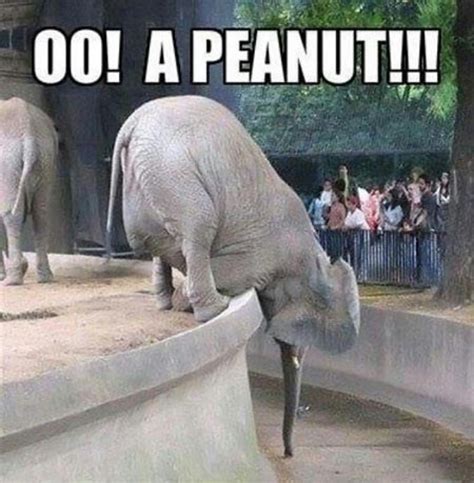 OO! A PEANUT!!! #elephant | Funny elephant, Funny animals, Funny cat pictures