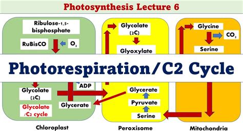 Photorespiration | C2 Cycle | Glycolate Cycle | Photosynthesis L6 - YouTube