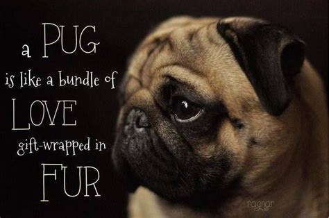 Pug Quotes - ShortQuotes.cc