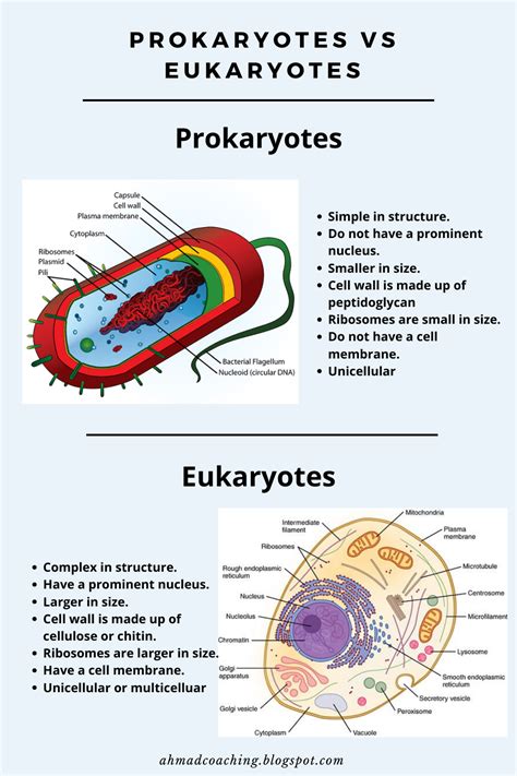 Prokaryotes And Eukaryotes Worksheet