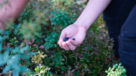 Here's How To Make Sure You Only Harvest Your Blueberries When They're ...