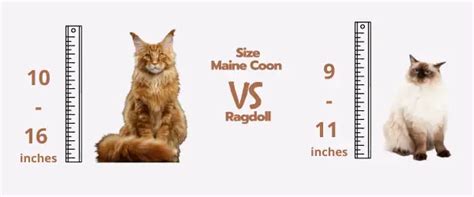 Ragdoll vs Maine Coon Size - Differences and Characteristics