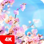 Flower Wallpapers 4K Download