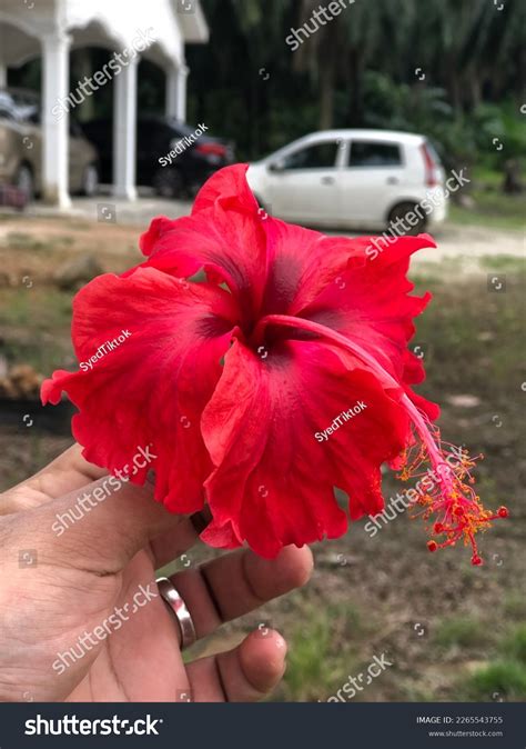 33 Bunga Raya Merah Images, Stock Photos & Vectors | Shutterstock