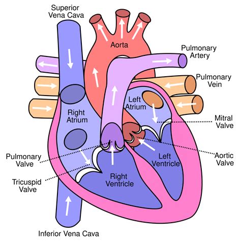 File:Diagram of the human heart (valves improved).svg - Wikipedia