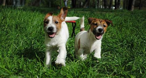 Dog Training Tips | Methodical tips for training dogs | Pets Feed