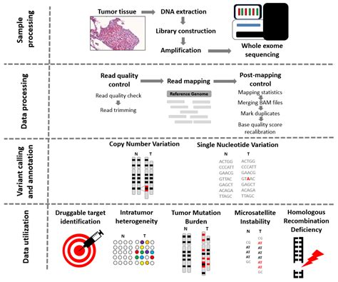 Cancers | Free Full-Text | Comprehensive Outline of Whole Exome Sequencing Data Analysis Tools ...