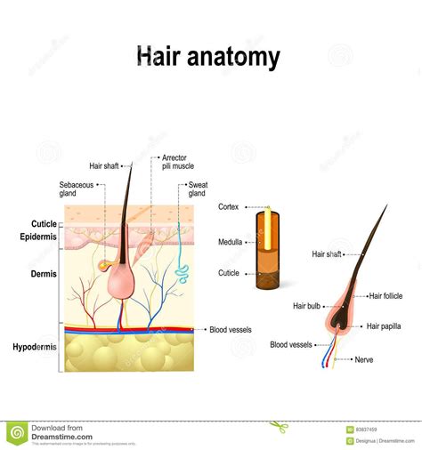 21+ Diagram Of Ingrown Hair - HajirahIwan