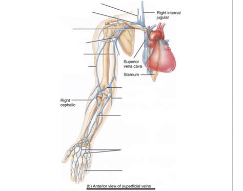 Superficial veins Quiz