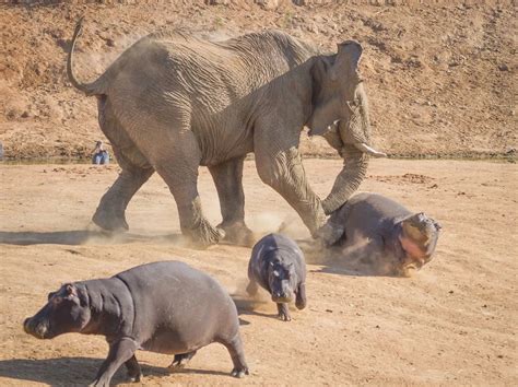 In pictures: Elephant versus Hippo - Daily Record